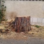 Via Plezzo, i pini e le domande che restano in piedi