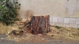 Via Plezzo, i pini e le domande che restano in piedi