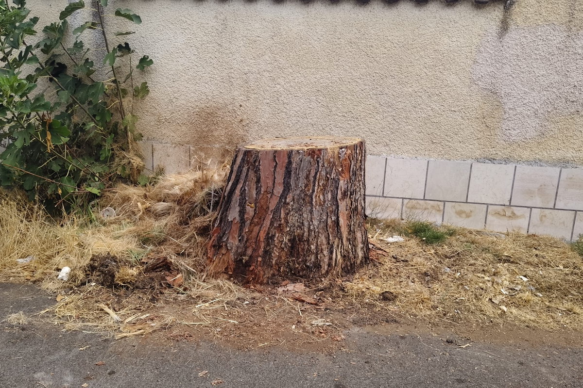 Via Plezzo, i pini e le domande che restano in piedi